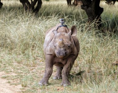 baby Rhino with gopro