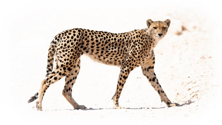 Monitor cheetahs on this conservation experience and ecotourism safari