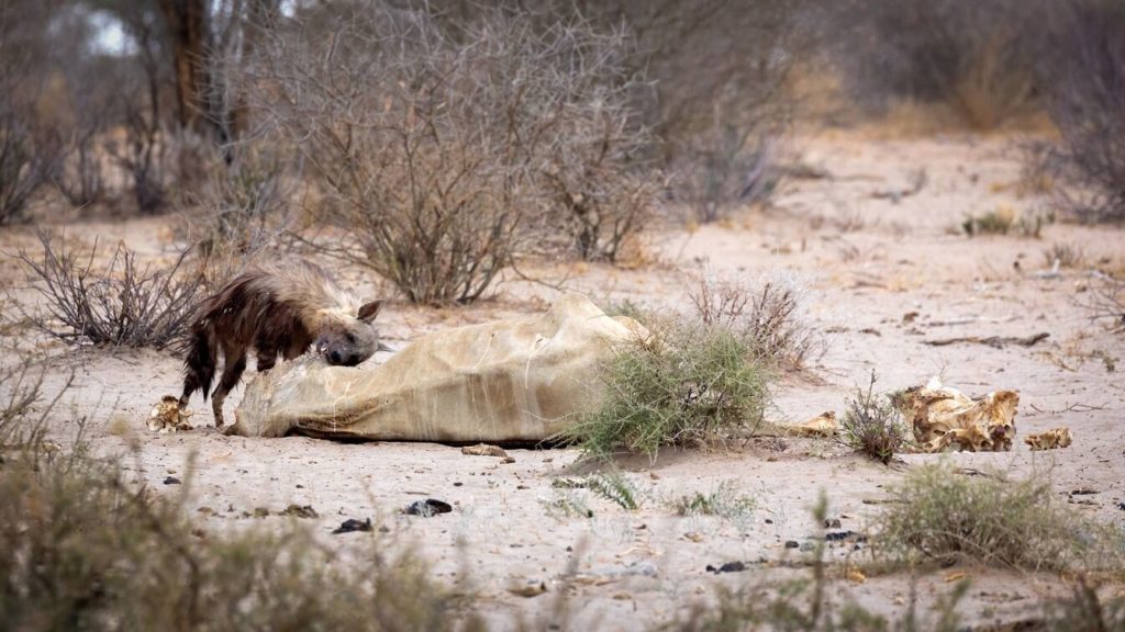 Brown hyena eating black rhino in Kalahari