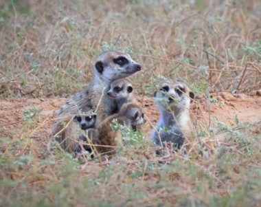 Monitor meerkats in the Kalahari South Africa