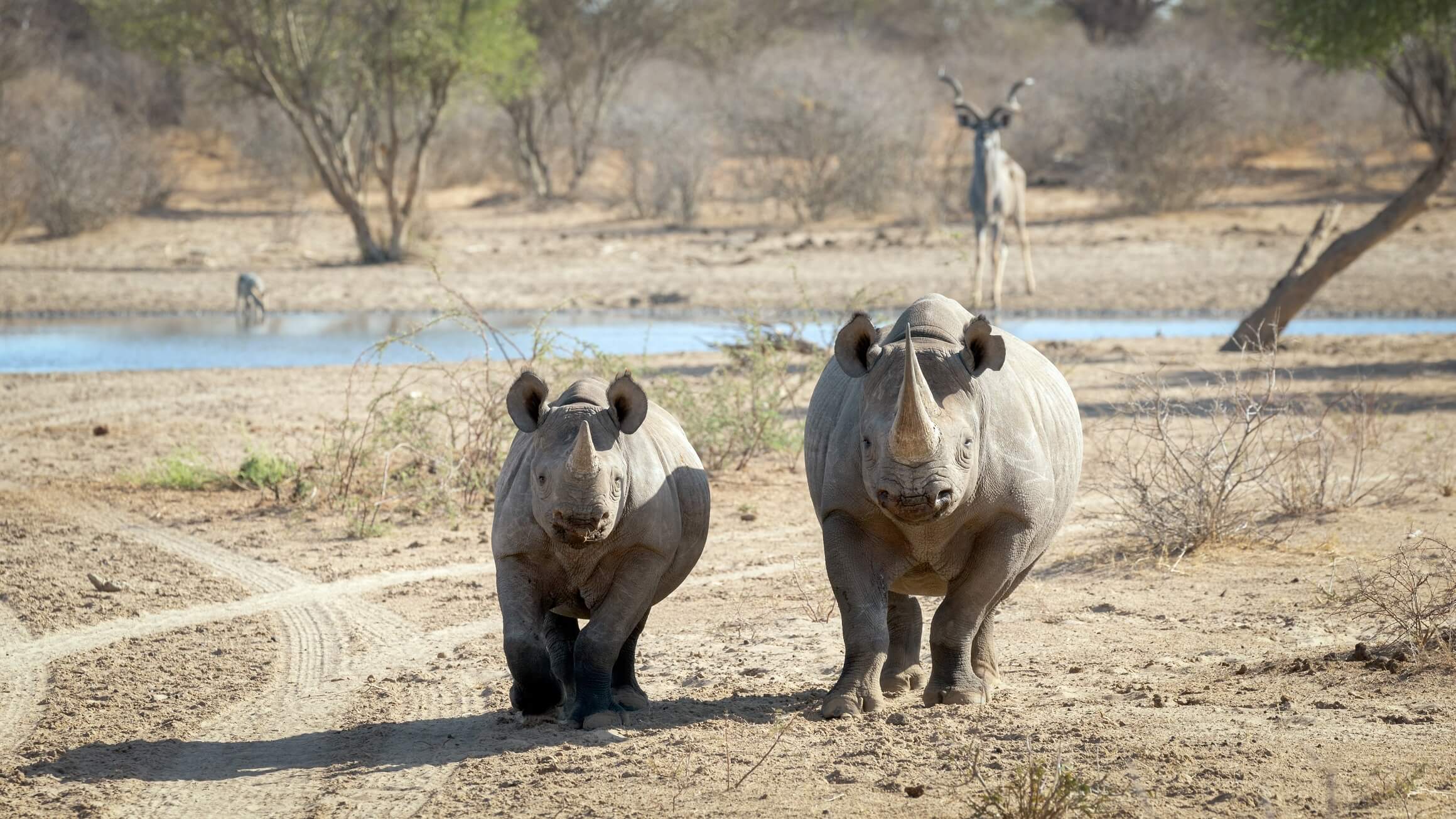 Saving rhinos on this conservation safari in south africa
