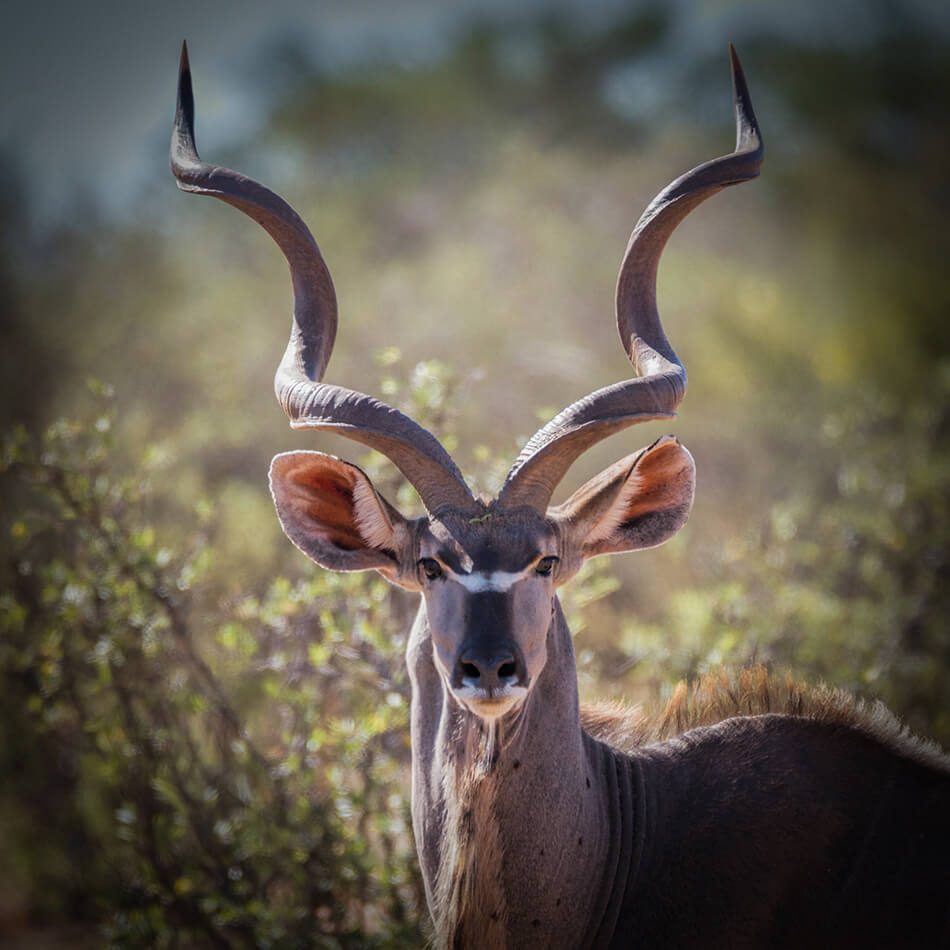 Kudu seen on South African adventure and ecotourism safari
