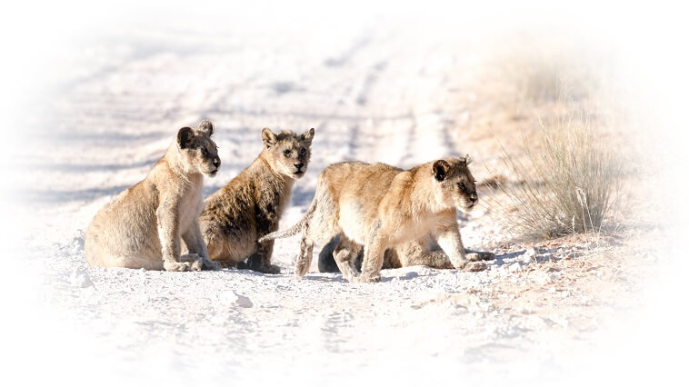 Conservation and volunteer experience to save lion cubs