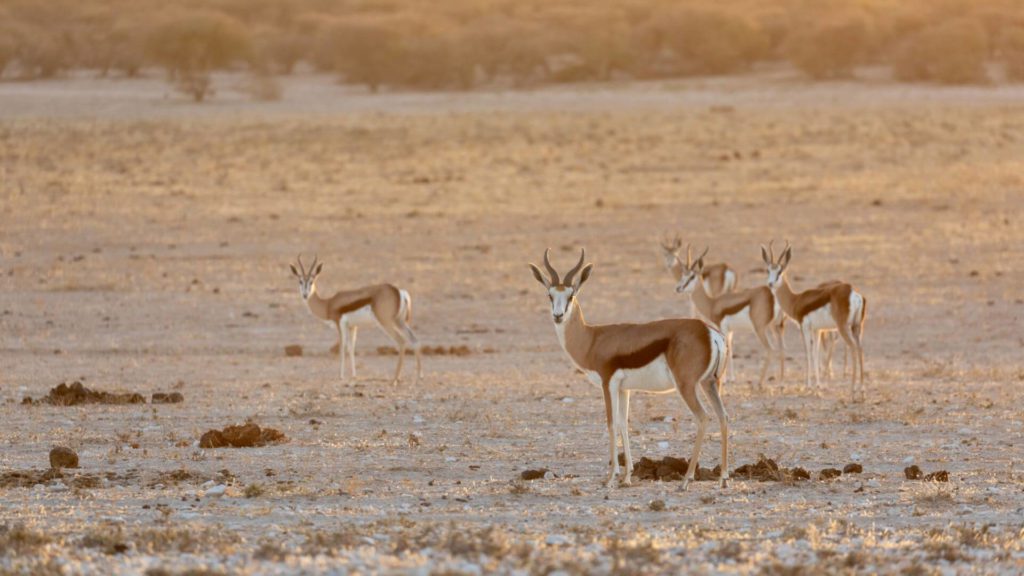 Springbok standing on pan Kalahari sunrise
