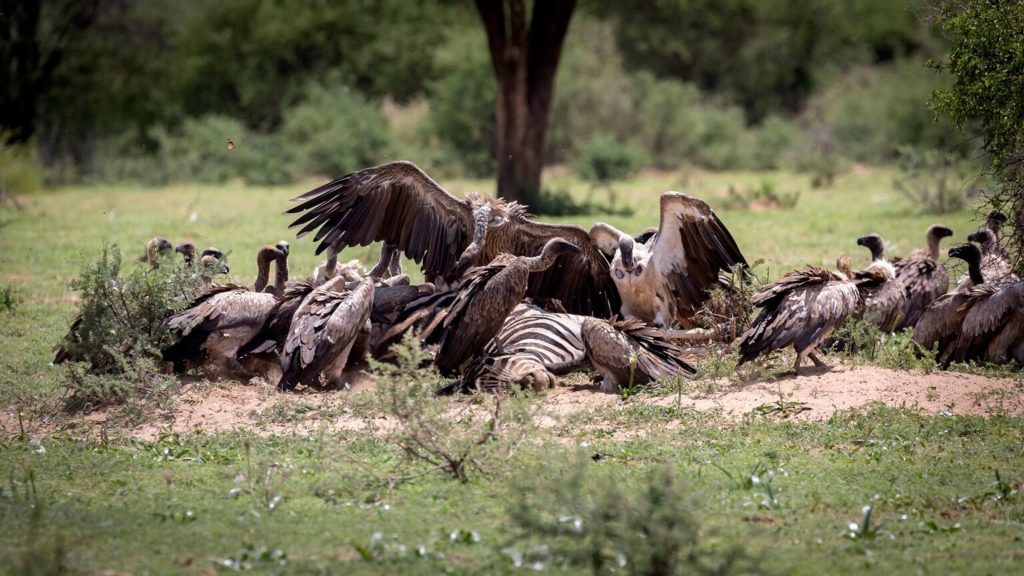 vultures eating zebra carcass