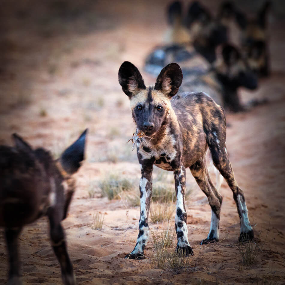 Wild dog playing as seen on conservation and volunteering experience in africa