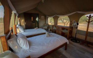 Inside a volunteer tent on the african Kalahari conservation experience