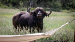 Buffalo by hammock in camp