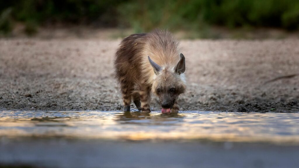 Brown Hyena drinking water