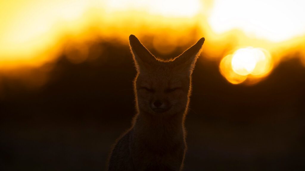 Cape fox at sunrise