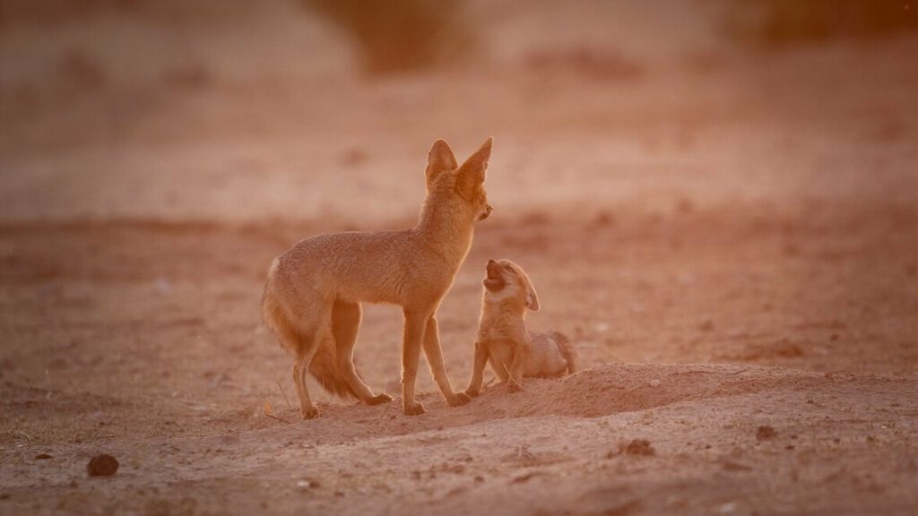Cape fox with her pup