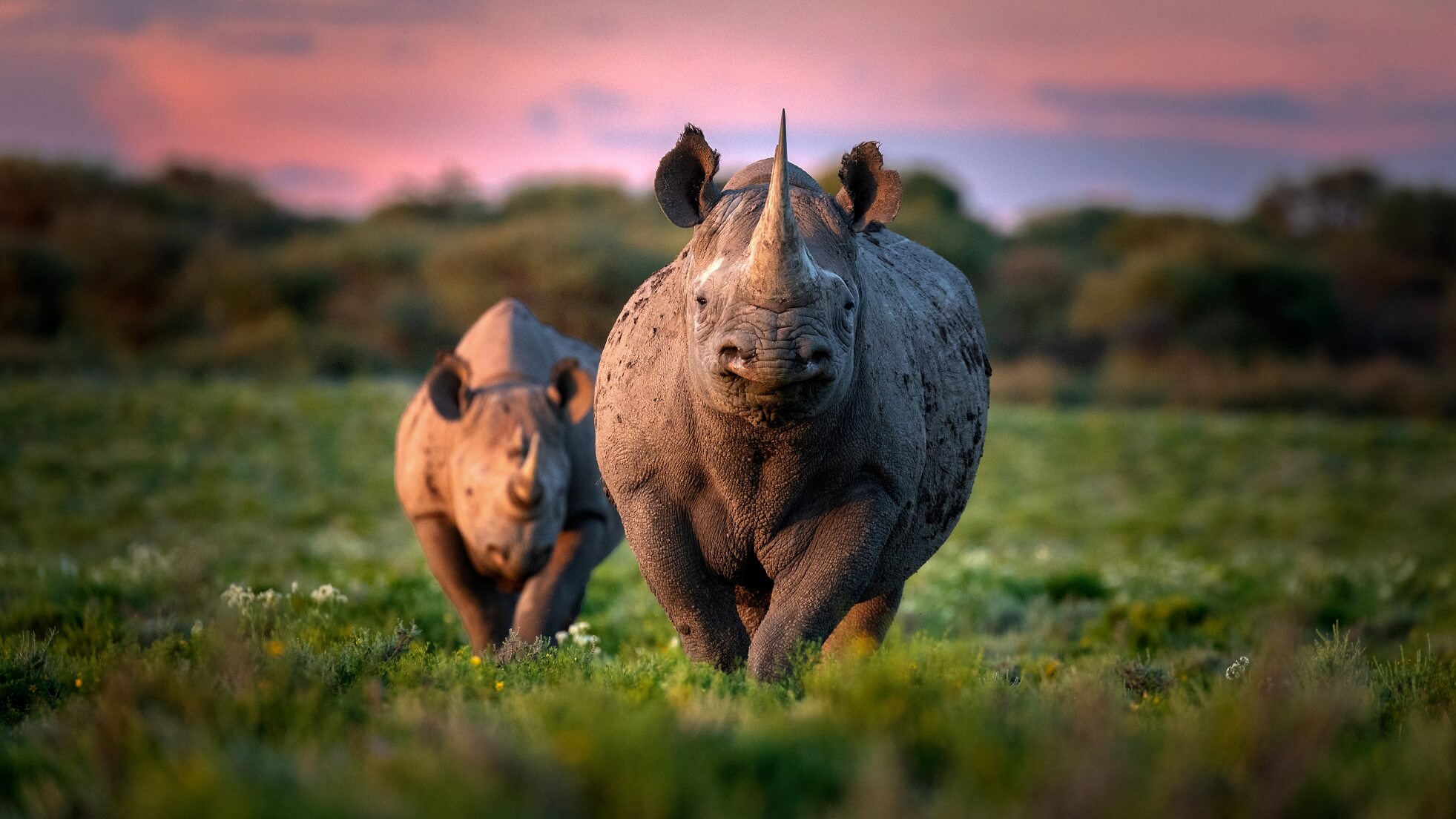 Volunteer and save black rhinos
