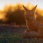 Cape fox in the Kalahari