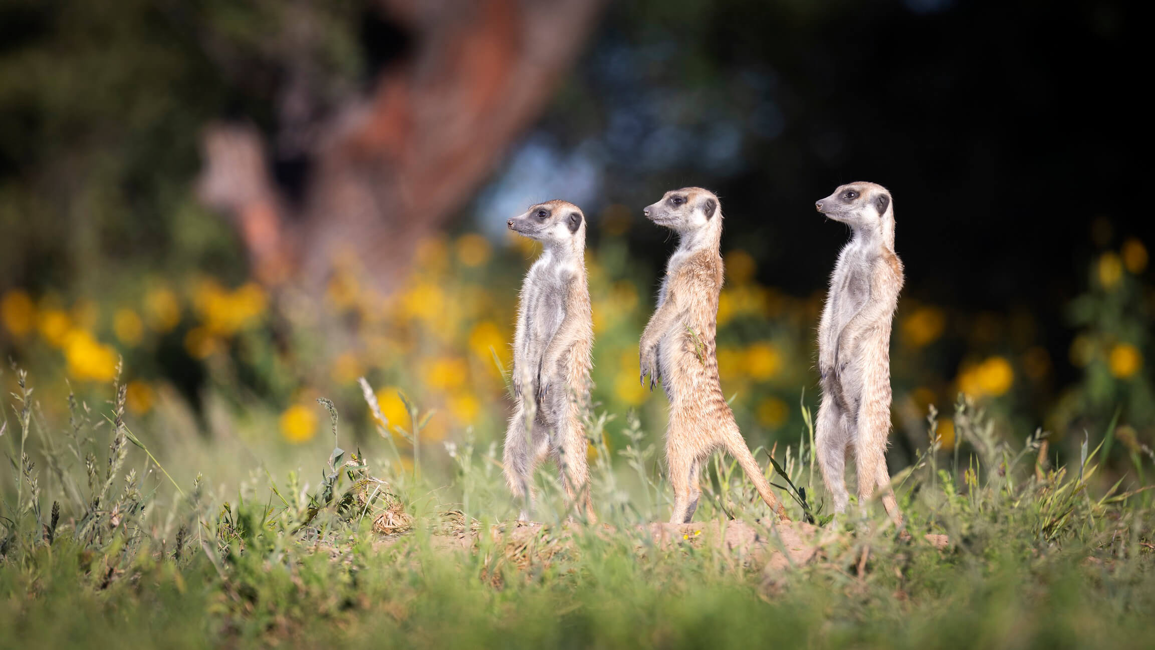 Kalahari meerkats