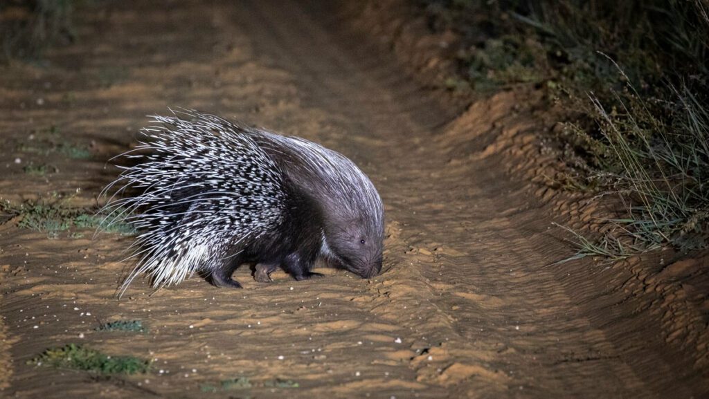 A porcupine at night