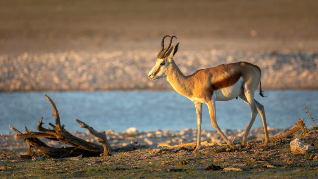 Springbok at a waterhole