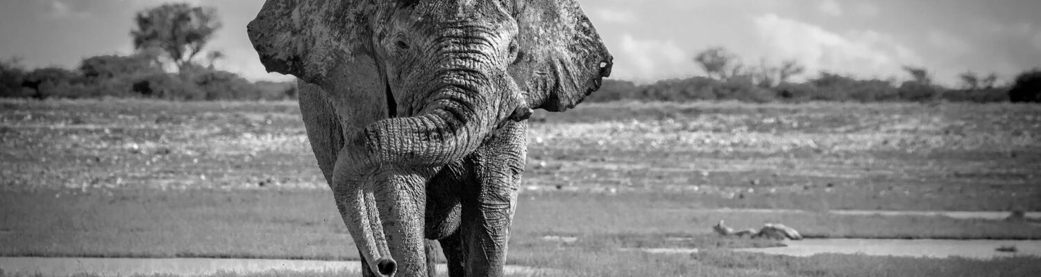 elephant volunteering in africa