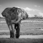 elephant monitoring in africa