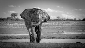 elephant volunteering in africa