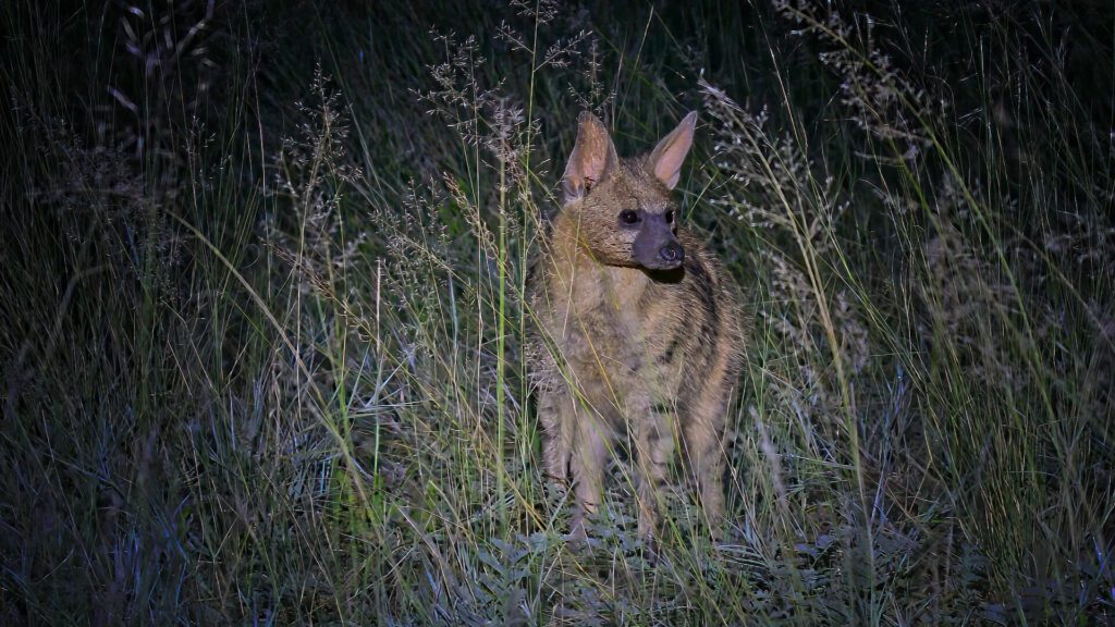 Aardwolf in the Kalahari