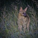 Aardwolf in the Kalahari