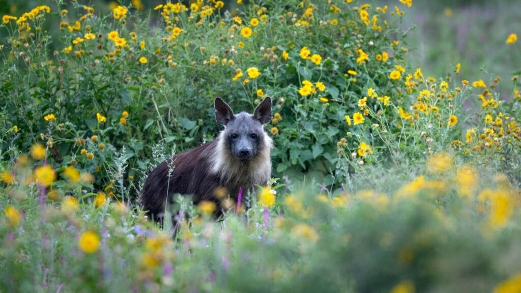 A Brown Hyena stands amidst yellow flowers in the Kalahari Desert, showcasing its shaggy fur and contrasting landscape.