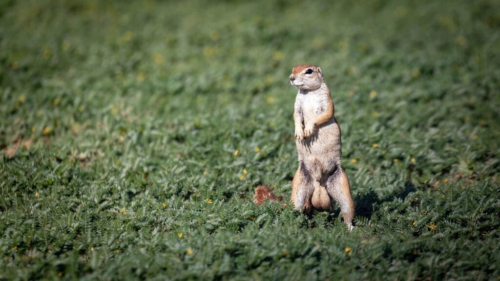 Xerus Ground squirrel balls showcasing its large testicles, a remarkable adaptation for mating competition.