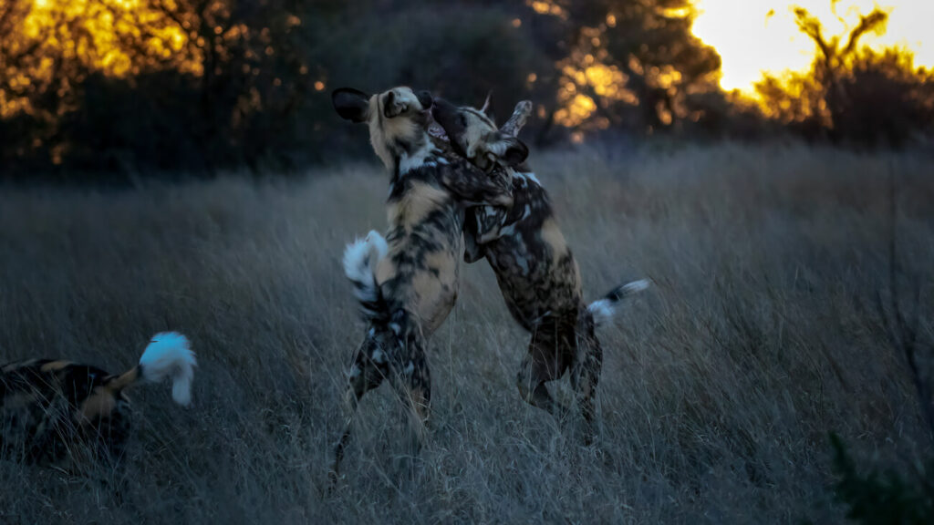 Two African wild dogs play fight, bathed in the warm glow of a sunset.