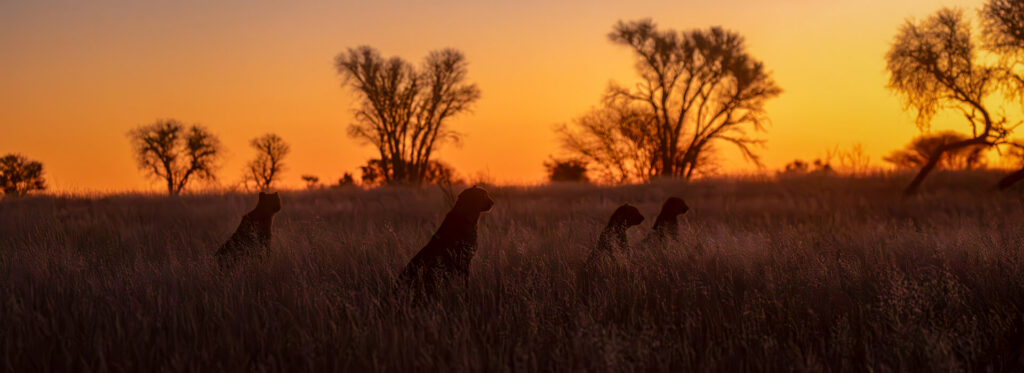 Silhouette of four cheetahs sitting together at sunset, with a vibrant orange Kalahari skyline.