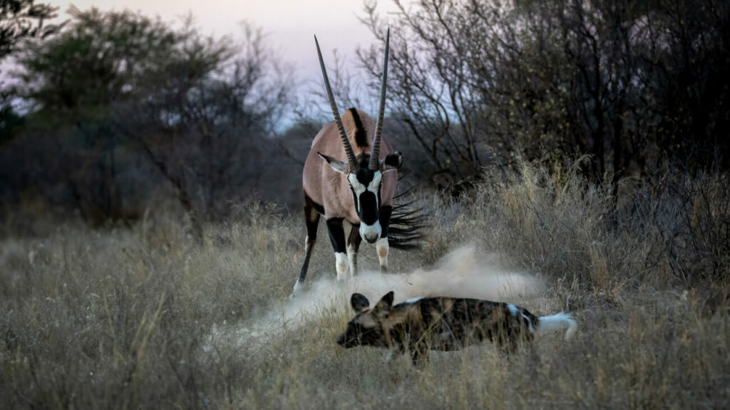 African wild dog faces an adult oryx in a tense encounter, with dust swirling at the oryx's feet.