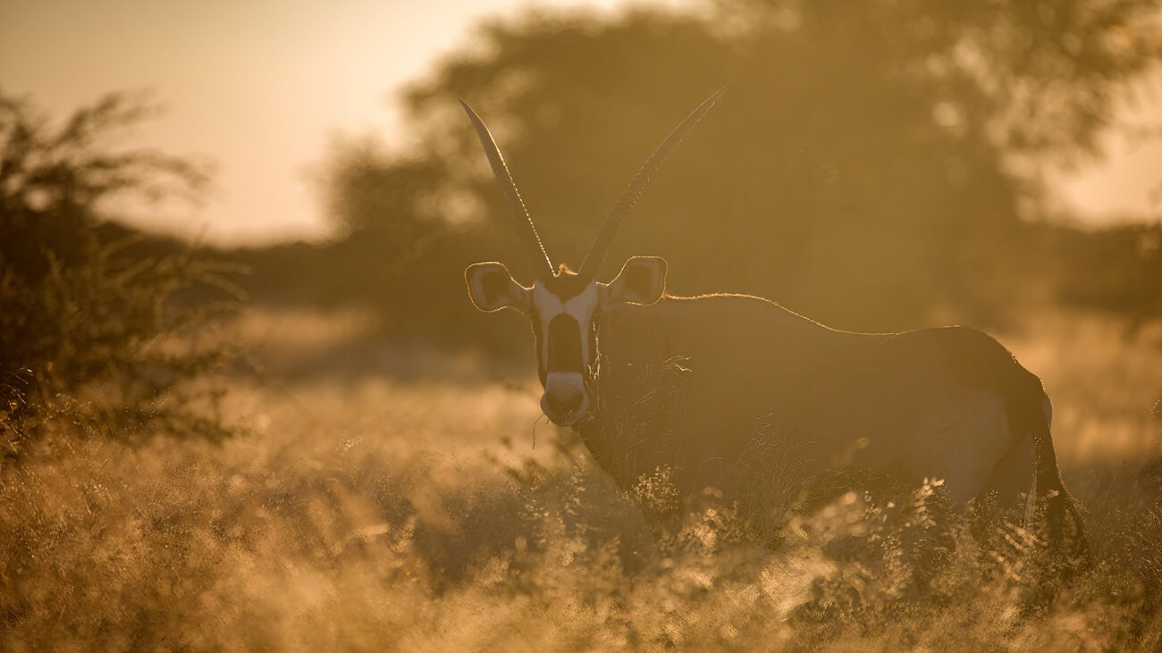 Discover the Gemsbuck: Adaptations, Threats, Conservation 24