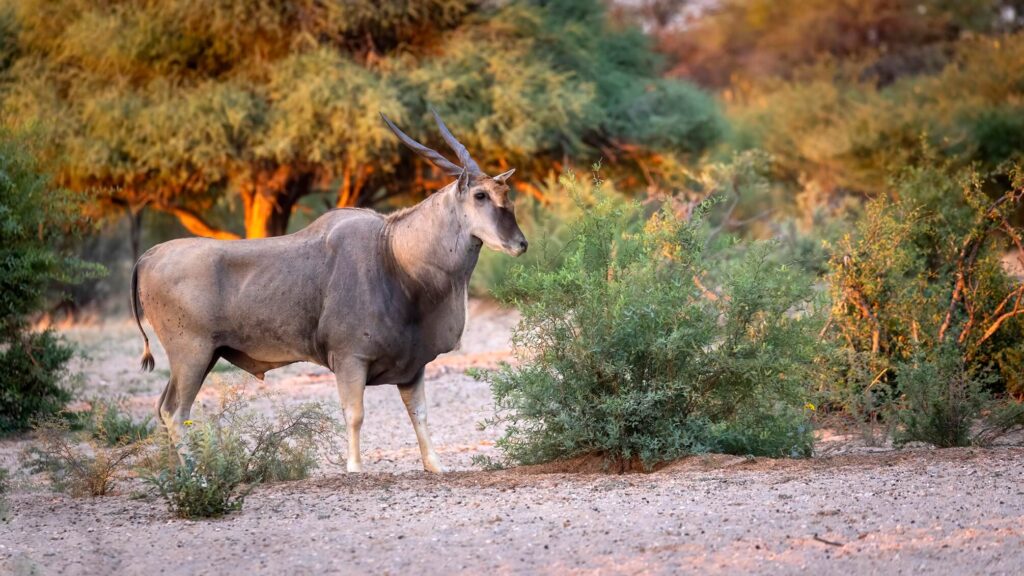 An African antelope that's the size of a moose stands tall in the savanna at khamab kalahari reserve during sunset, showcasing its impressive size and the beauty of its natural environment.